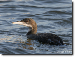 great northern loon 1-2